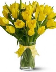 tulipan-zluty.jpg